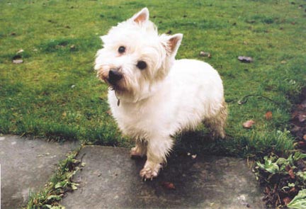 Charlie the dog
