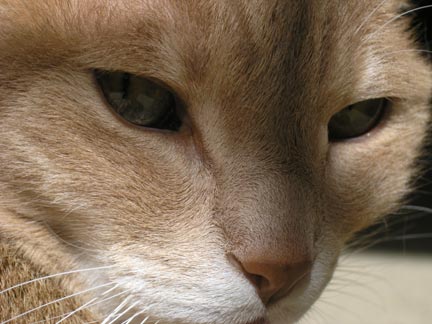 Quidley the Cat